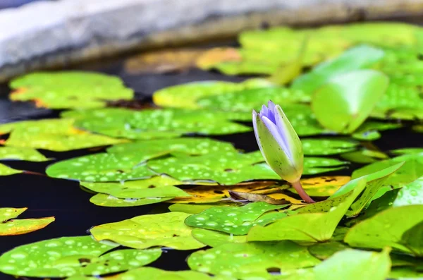 Lila vatten lilly på vatten bakgrund med lämnar, — Stockfoto