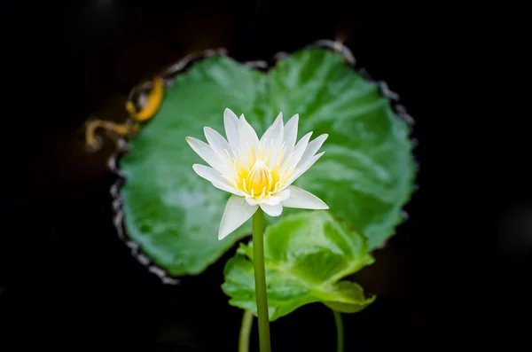 Lila de agua púrpura sobre fondo de agua con hojas , — Foto de Stock