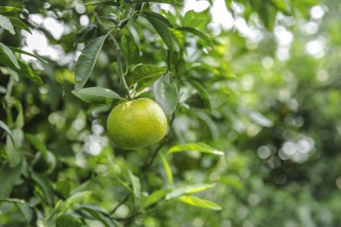 bitki üzerinde taze turuncu