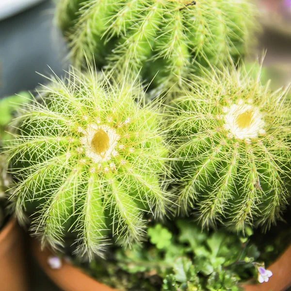 Cactus anläggning i blomkruka — Stockfoto