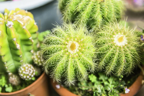 Cactus planta en maceta — Foto de Stock
