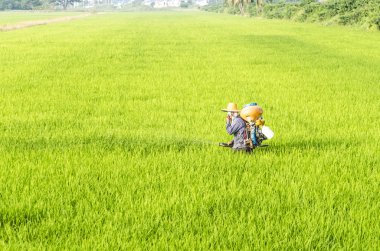 under pirinç üzerinde herbisit püskürtme çiftçi