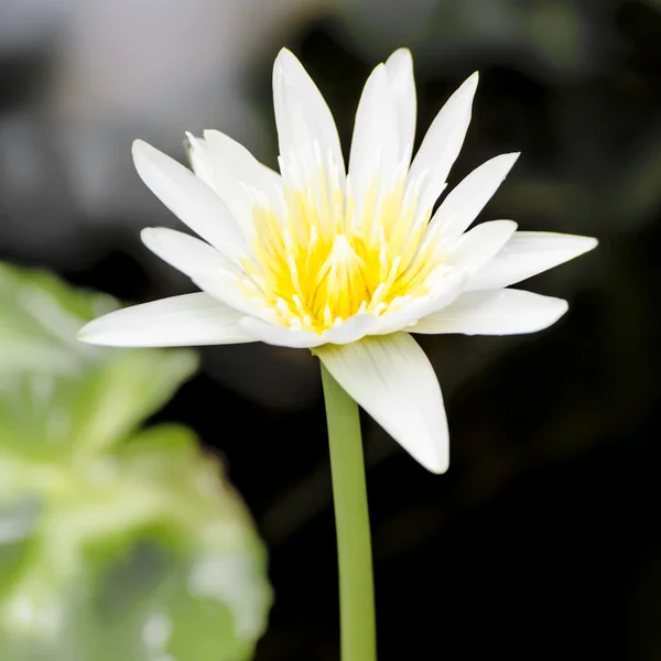 White water lilly — Stock Photo, Image