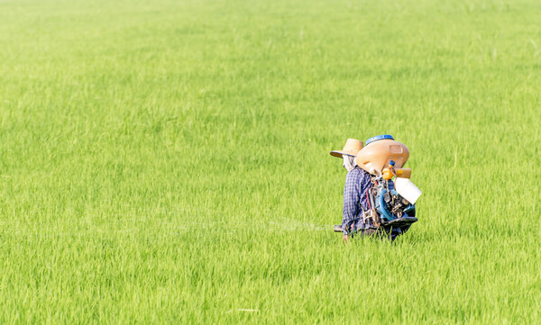 Farmer spraying herbicide on rice filed