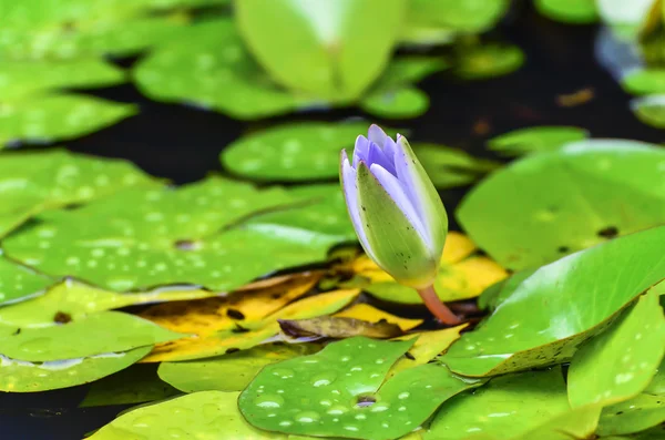 Lotus bud och gröna blad — Stockfoto