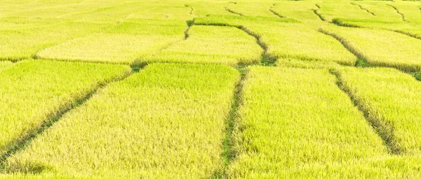 Golden Paddy Rice Field — Stock Photo, Image