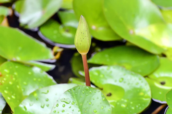 Vatten lilly bud — Stockfoto