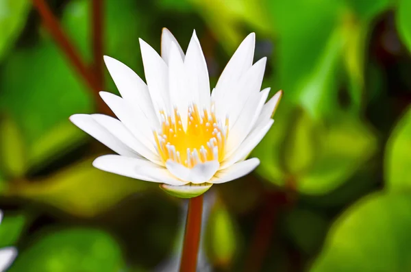 White water lilly — Stock Photo, Image