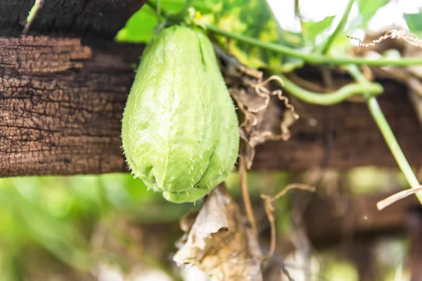 Свіжий зелений chayaote — стокове фото