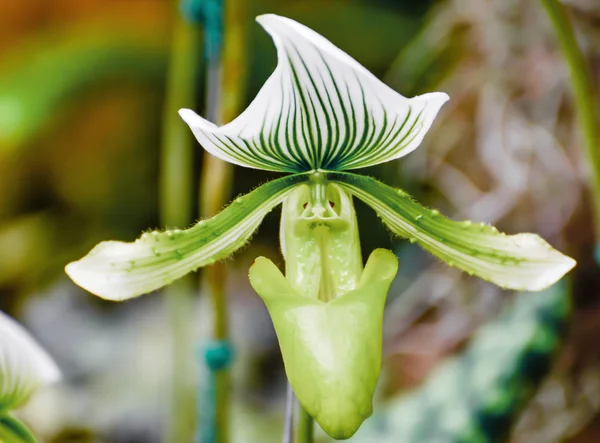 Paphiopedilum Orchid — Stock Photo, Image