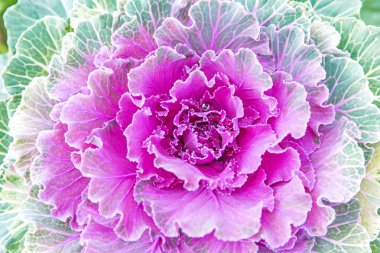 Dekoratif mor lahana