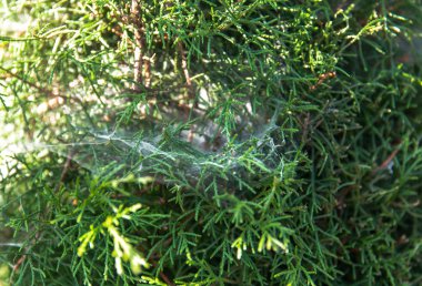 Örümcek ağları koni yapraklarda