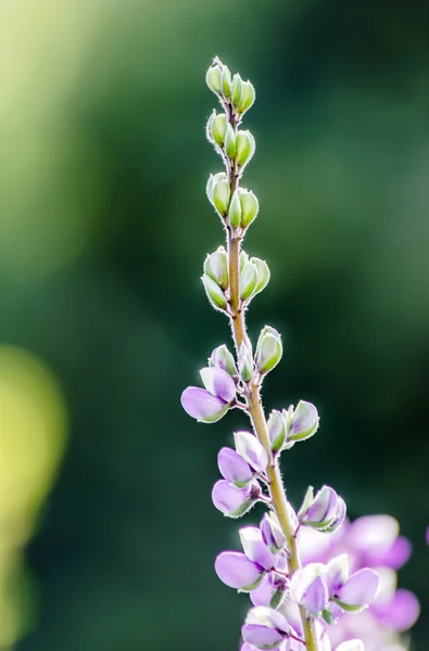 Lavendel bloem — Stockfoto