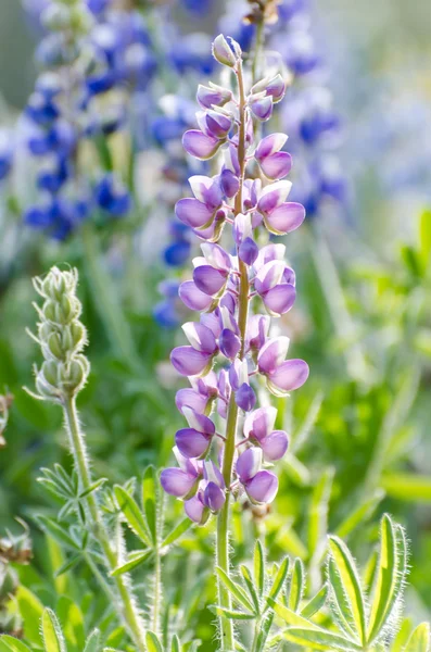 Flores de lavanda — Fotografia de Stock