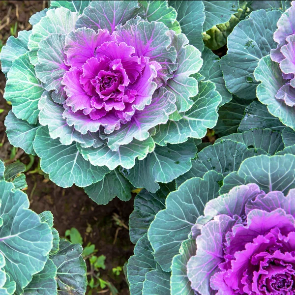 보라색 장식적인 양배추 — 스톡 사진