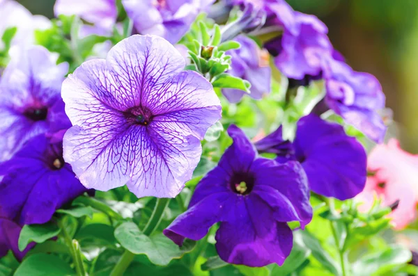 Petúnias roxas em um jardim — Fotografia de Stock