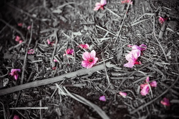 Sakura na ziemi — Zdjęcie stockowe