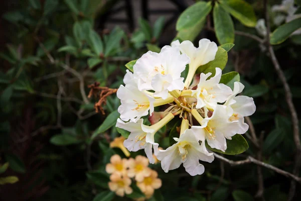Rhododendron virágok — Stock Fotó