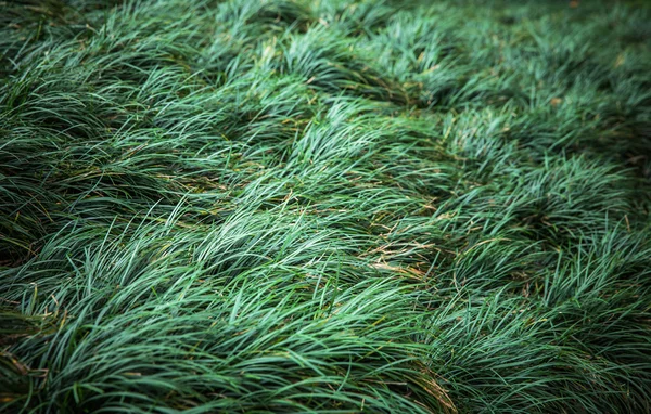 Groene grasachtergrond — Stockfoto