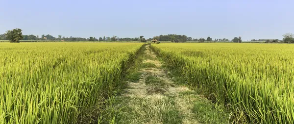 Walkway In Rice Field — Stock Photo, Image