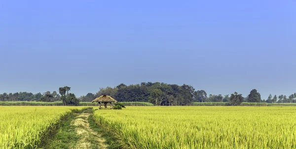 Rice Seedlings Field — Stock Photo, Image