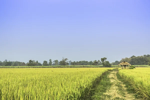 Rice Seedlings Field — Stock Photo, Image