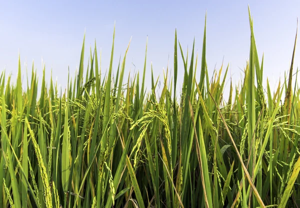 Ripe rice before harvesting at Sapa — Stock Photo, Image