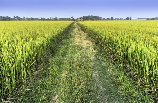 Walkway In Rice Field — Stock Photo, Image