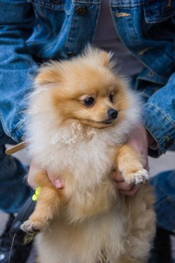 Gri arka planda kameraya bakan sevimli kırmızı Pomeranya Spitz 'i. Siyah boncuk gözlü ve dik kulaklı kızıl saçlı bir hayvan sokakta poz veriyor..