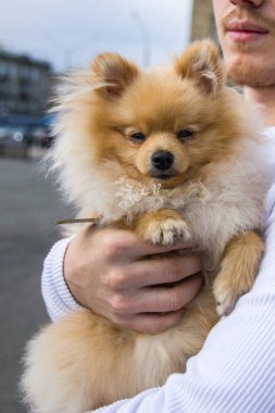Gri arka planda kameraya bakan sevimli kırmızı Pomeranya Spitz 'i. Siyah boncuk gözlü ve dik kulaklı kızıl saçlı bir hayvan sokakta poz veriyor..