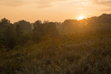 Gün batımı veya orman ortamındaki gündoğumu. Doğal güneş ışığı ile güneş güneş ve güneş ışınları yaz ormandaki orman ağaçları ile. Güzel doğal görünümü.