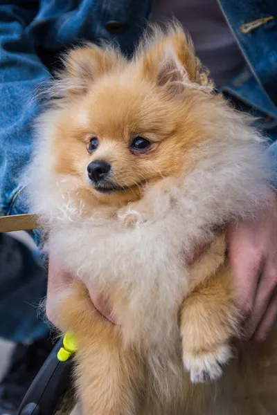 Lindo Spitz Rojo Pomeraniano Mirando Cámara Sobre Fondo Gris Una —  Fotos de Stock