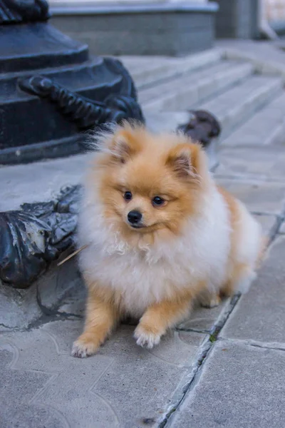 Lindo Spitz Rojo Pomeraniano Mirando Cámara Sobre Fondo Gris Una —  Fotos de Stock