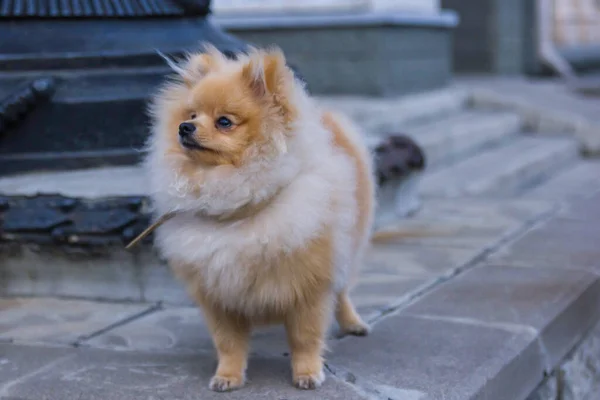 Lindo Spitz Rojo Pomeraniano Mirando Cámara Sobre Fondo Gris Una —  Fotos de Stock