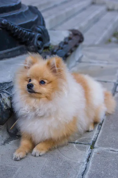 Lindo Spitz Rojo Pomeraniano Mirando Cámara Sobre Fondo Gris Una —  Fotos de Stock