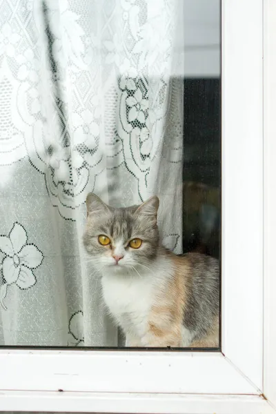 Gelangweilte Katze Schaut Aus Dem Fenster — Stockfoto