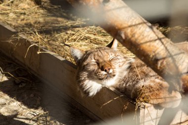 Vaşak hayvanat bahçesinde Kış güneşinin tadını çıkarıyor.