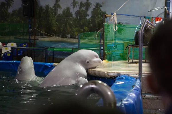 Fehér Delfin Medencében — Stock Fotó