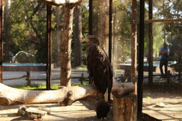 War Eagle Sitting Branch Zoo Cage — Stock Photo, Image