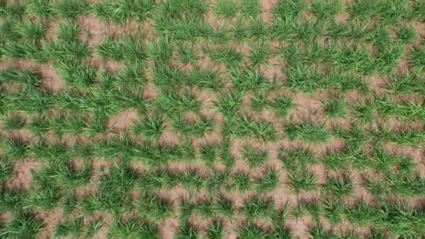 Plantação de cana-de-açúcar. Vista aérea superior dos campos agrícolas. Fazenda de cana de açúcar. Campos de cana de açúcar vista do céu — Vídeo de Stock