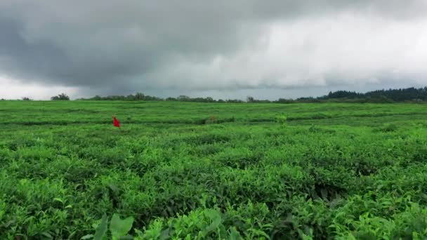 Légi kilátás friss zöld tea terasz farm a hegyen Mauritius. Drónkamera közeledik a teaültetvényhez hegyvidéki tájjal — Stock videók