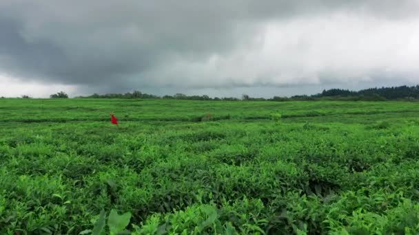 Flygfoto över färsk grön te terrass gård på kullen Mauritius. Drone kamera rör sig nära te plantage med bergslandskap — Stockvideo