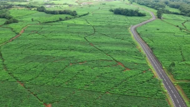 Flygfoto över färsk grön te terrass gård på kullen Mauritius. Drone kamera rör sig nära te plantage med bergslandskap — Stockvideo
