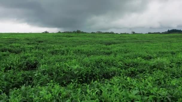 Luchtfoto 's. Theeplantage op Mauritius — Stockvideo