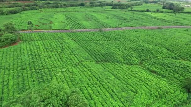 Luchtfoto van verse groene thee terras boerderij op de heuvel Mauritius. Drone camera beweegt dicht bij de theeplantage met berglandschap — Stockvideo