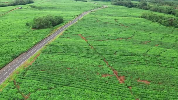 Vista aérea. Plantación de té en la isla de Mauricio — Vídeos de Stock