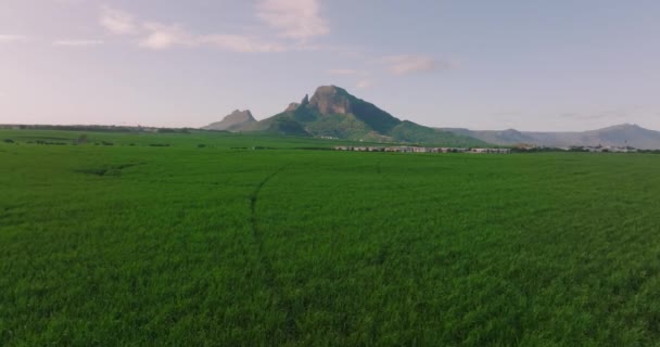 Vlucht over een veld van groen, sappig suikerriet. Prachtige lucht, bergen, oceaan op de achtergrond. Mauritius — Stockvideo