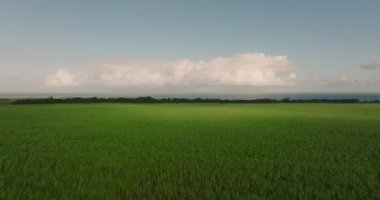Aerial view. Sugar cane plantation. Sugar production
