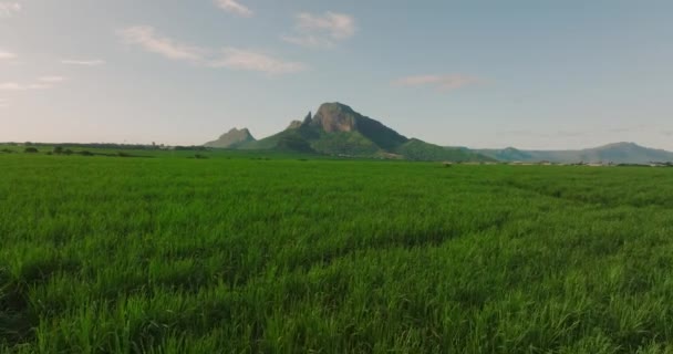 Survolez un champ de canne à sucre verte et juteuse. Beau ciel, montagnes, océan en arrière-plan. Maurice — Video