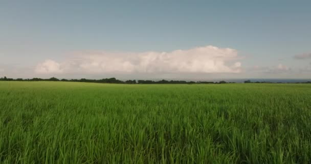 Yeşil, sulu şeker kamışı tarlasının üzerinden uçmak. Güzel gökyüzü, dağlar, arka planda okyanus. Mauritius — Stok video